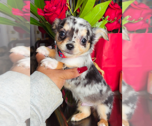 Chihuahua Puppy for sale in CHARLOTTE, NC, USA