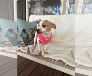 Chihuahua Dogs for adoption in Oak Bluffs, MA, USA