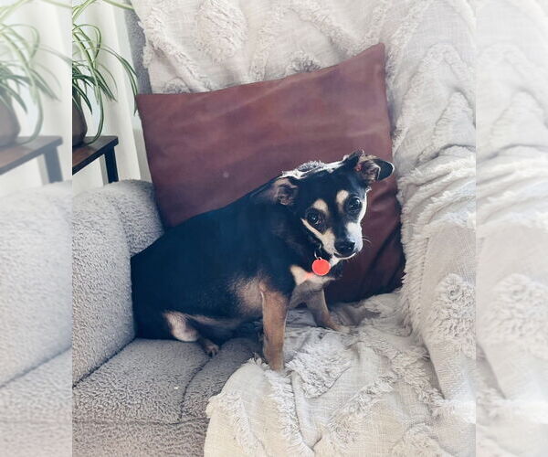 Medium Photo #3 Chihuahua-Unknown Mix Puppy For Sale in Bellingham, WA, USA