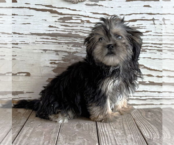 Medium Photo #2 Mutt Puppy For Sale in Boonton, NJ, USA