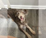Small #3 Mutt