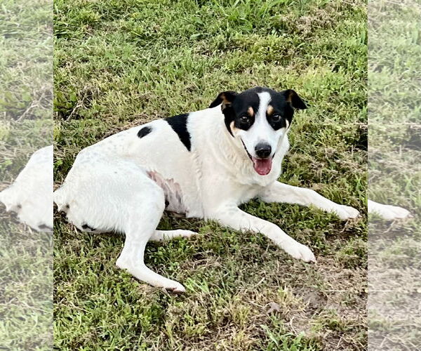 Medium Photo #6 Mutt Puppy For Sale in Rockaway, NJ, USA