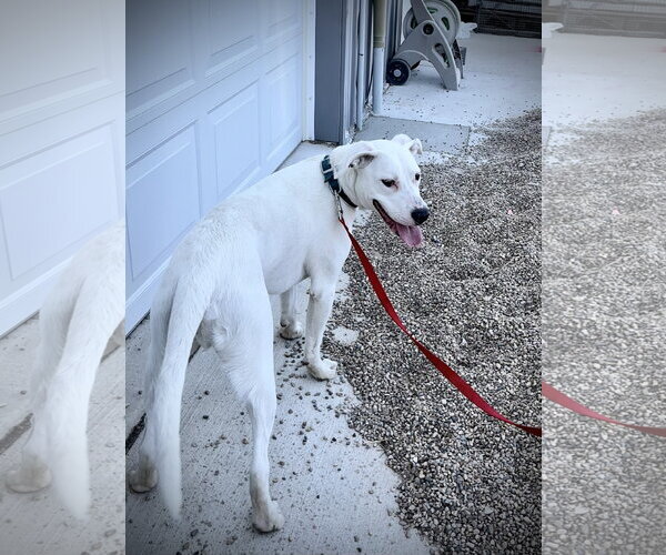 Medium Photo #6 Boxer-Dalmatian Mix Puppy For Sale in Estherville, IA, USA