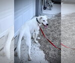 Small Photo #6 Boxer-Dalmatian Mix Puppy For Sale in Estherville, IA, USA