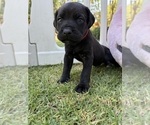 Small Photo #22 Cane Corso Puppy For Sale in LIVERMORE, CA, USA