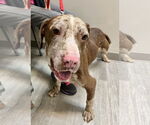 Small #1 Catahoula Leopard Dog Mix