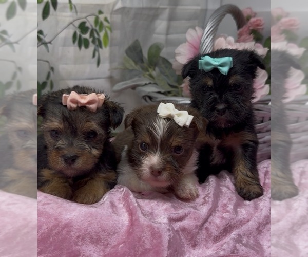 Medium Photo #1 Shorkie Tzu Puppy For Sale in SELLERSBURG, IN, USA