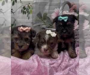 Shorkie Tzu Puppy for Sale in SELLERSBURG, Indiana USA
