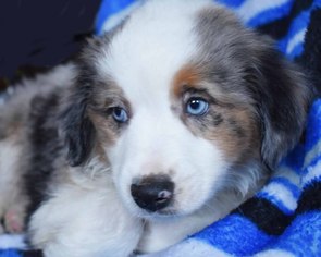 Australian Shepherd Puppy for sale in EPHRATA, PA, USA