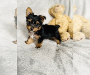Yorkshire Terrier Puppy for sale in COOKEVILLE, TN, USA