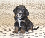Small #3 Miniature Bernedoodle