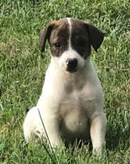Mountain Feist Puppy for sale in ROLLA, MO, USA