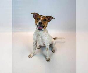 Samwise - Male Jack Russell Terrier-Unknown Mix Dog for Adoption - Photo #4
