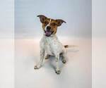 Small Photo #4 Jack Russell Terrier-Unknown Mix Puppy For Sale in Kennesaw, GA, USA