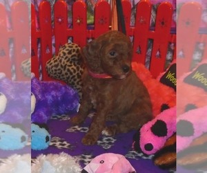 Poodle (Standard) Puppy for Sale in HOWE, Idaho USA