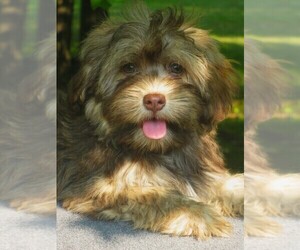 Havanese Puppy for sale in WILSON, NY, USA