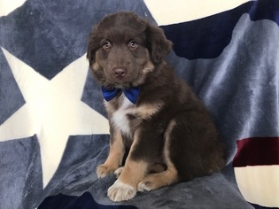 Australian Shepherd Puppy for sale in NOTTINGHAM, PA, USA