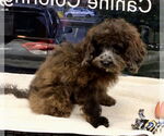 Small #3 Cockapoo