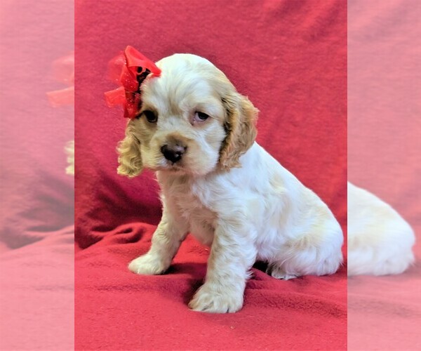 Medium Photo #3 Cocker Spaniel Puppy For Sale in LANCASTER, PA, USA