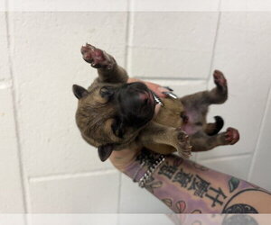 German Shepherd Dog Dogs for adoption in San Bernardino, CA, USA