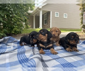 Dachshund Puppy for Sale in CARTERSVILLE, Georgia USA
