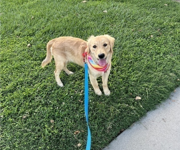Medium Photo #1 Golden Retriever Puppy For Sale in OAKDALE, CA, USA