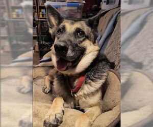 Daisy - Female German Shepherd Dog Dog for Adoption - Photo #3