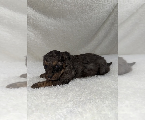 Medium Photo #2 Cavapoo mix (+ Poodle Miniature) Puppy For Sale in MUNFORDVILLE, KY, USA