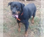 Small Photo #8 Rottweiler Puppy For Sale in HACKETT, AR, USA
