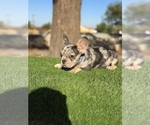 Small #13 French Bulldog