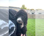 Small #3 Bernese Mountain Dog