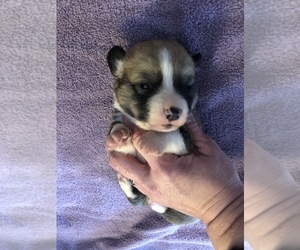 Pembroke Welsh Corgi Puppy for sale in RAMONA, OK, USA