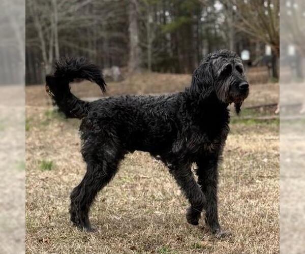 Medium Photo #3 Poodle (Miniature)-Unknown Mix Puppy For Sale in Yardley, PA, USA