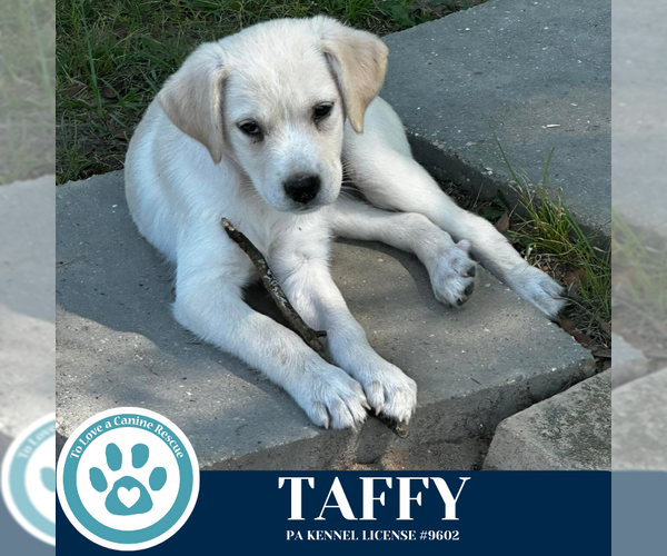 Medium Photo #4 Labrenees Puppy For Sale in Kimberton, PA, USA