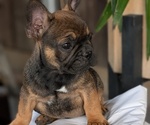 Puppy Finn French Bulldog