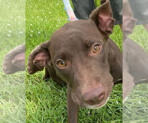 Retriever -Unknown Mix Dogs for adoption in Canton, CT, USA