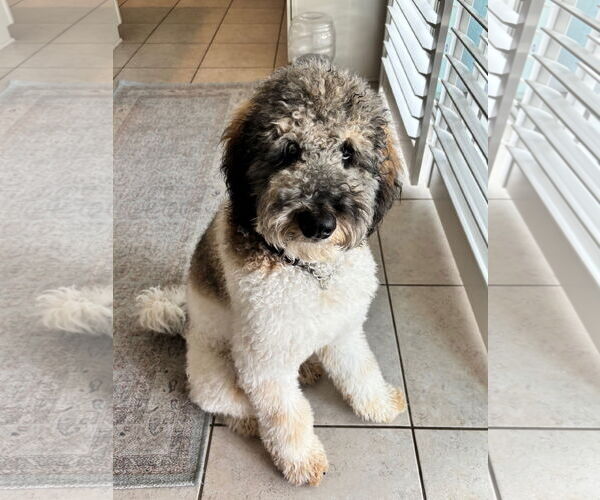 Medium Photo #1 Bernese Mountain Dog-Poodle (Miniature) Mix Puppy For Sale in Valrico, FL, USA