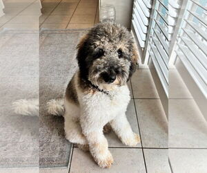 Bernese Mountain Dog-Poodle (Miniature) Mix Dogs for adoption in Valrico, FL, USA