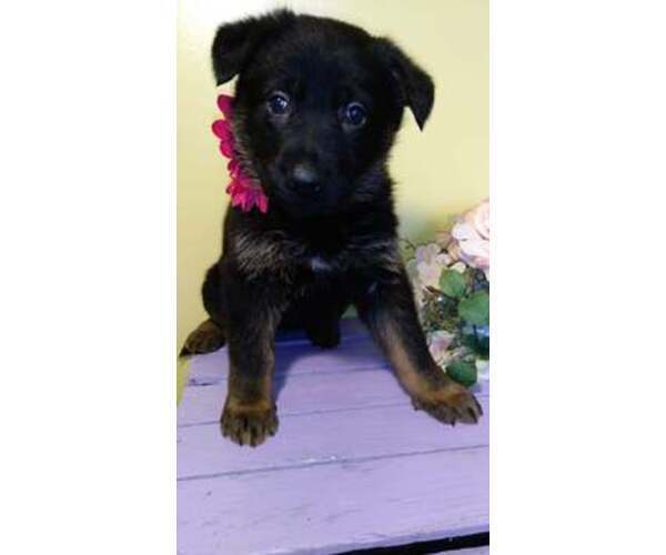 Medium Photo #1 German Shepherd Dog Puppy For Sale in SUGAR CREEK, MO, USA