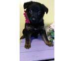 Small Photo #1 German Shepherd Dog Puppy For Sale in SUGAR CREEK, MO, USA