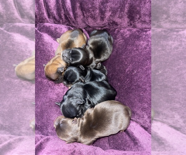 Medium Photo #4 Yorkshire Terrier Puppy For Sale in SAN ANTONIO, TX, USA
