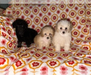 Poodle (Toy) Puppy for sale in DETROIT, MI, USA