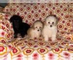 Image preview for Ad Listing. Nickname: Litter of 3
