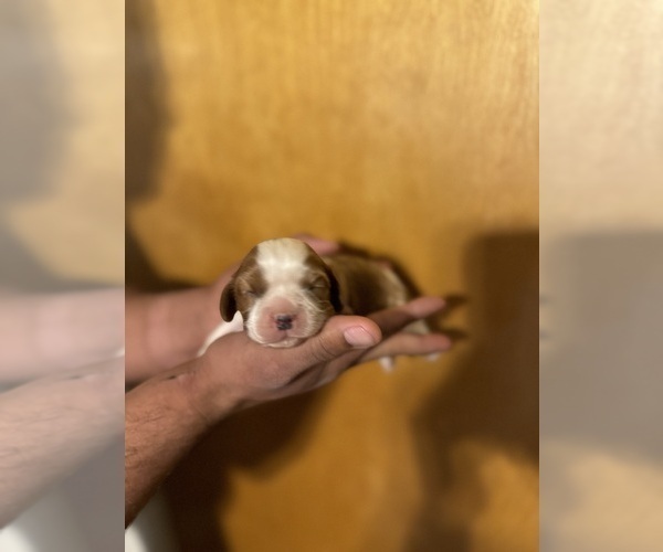 Medium Photo #4 Cavalier King Charles Spaniel Puppy For Sale in ALBUQUERQUE, NM, USA