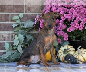 Pinny-Poo Puppy for sale in FREDERICKSBG, OH, USA
