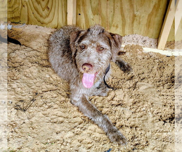 Medium Photo #3 German Wirehaired Pointer-Unknown Mix Puppy For Sale in Boston, MA, USA