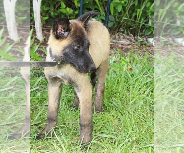 Medium Photo #1 German Shepherd Dog Puppy For Sale in Holly Hill, SC, USA