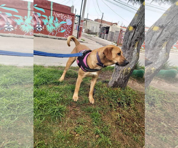 Medium Photo #6 Labrador Retriever-Unknown Mix Puppy For Sale in Woodland Hills, CA, USA