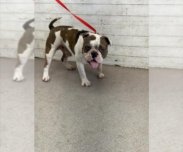 Medium Photo #1 Bulldog Puppy For Sale in San Bernardino, CA, USA