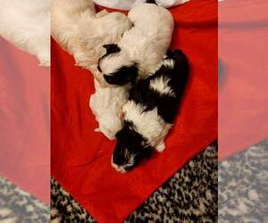 Mal-Shi-Maltese Mix Dog for Adoption in WOBURN, Massachusetts USA